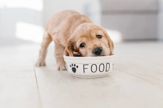 Unleash the Power of Small-Batch, Limited Ingredient Dog Treats