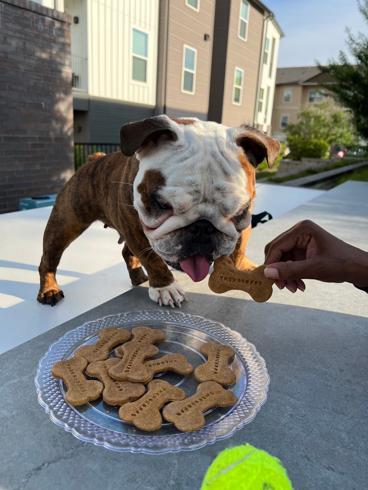 TheDogBFF Barkerie Totally Pup-kin | Pumpkin Dog Biscuits