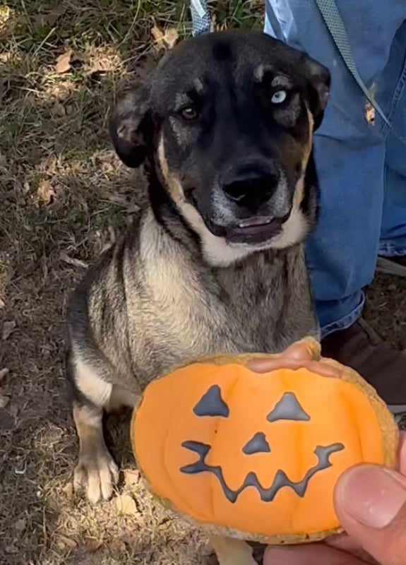 TheDogBFF Barkerie Spooky SZN pumpkin cookie