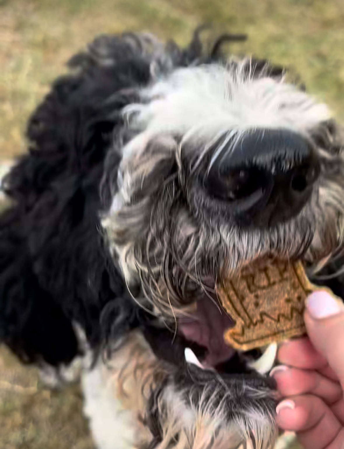 Dog with TheDogBFF Barkerie Spooky SZN dog treats  