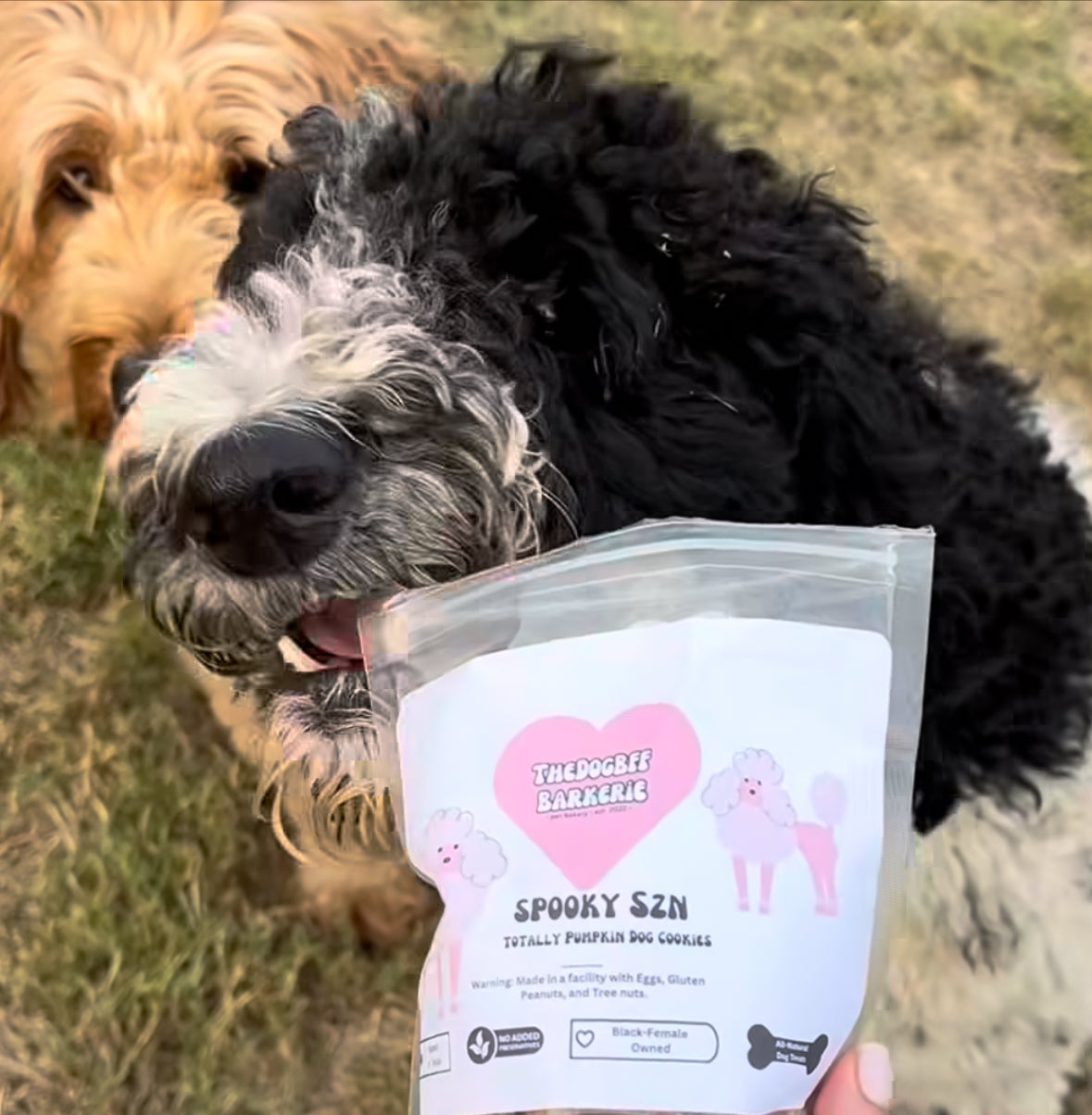 Dog with TheDogBFF Barkerie Spooky SZN dog treats  