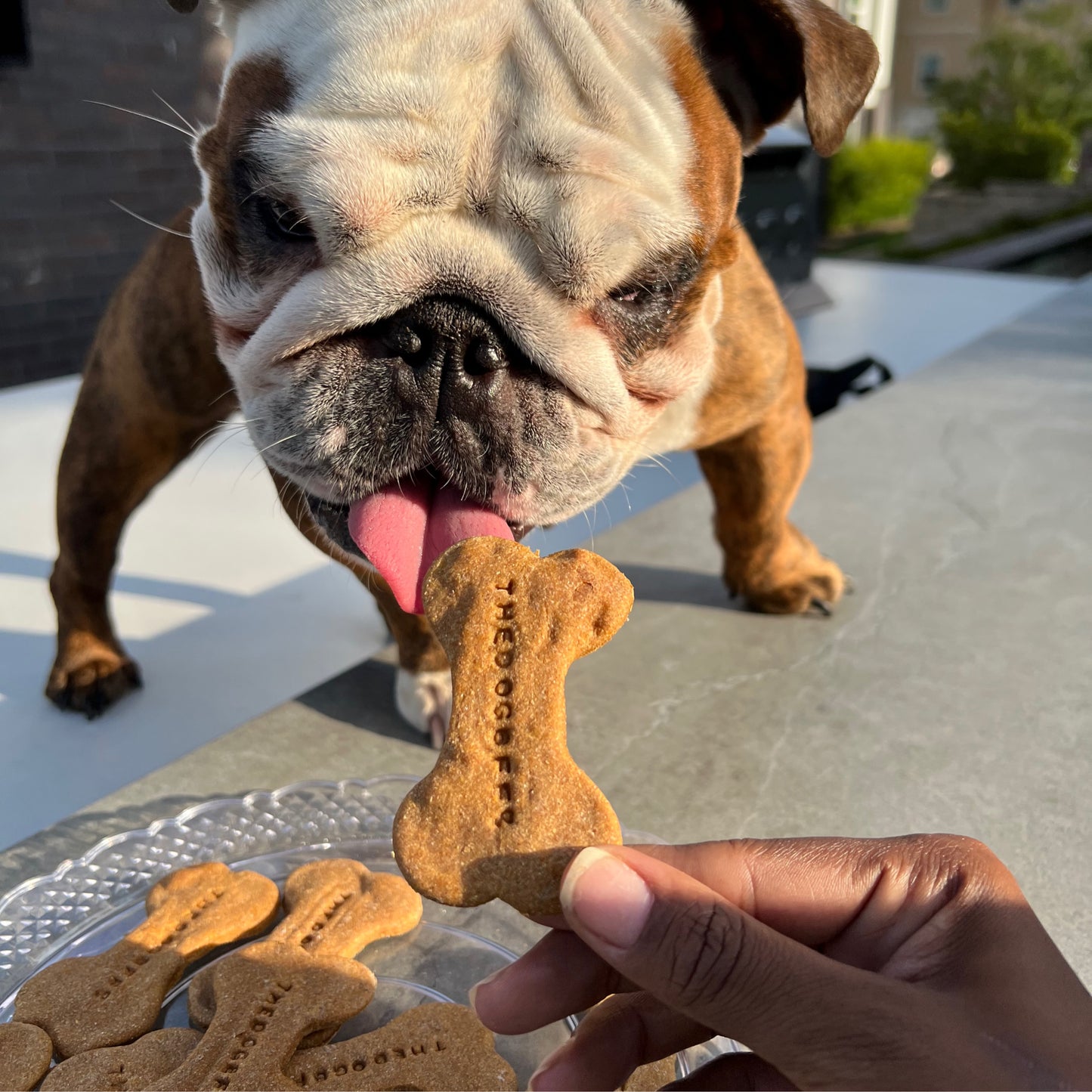 Totes Pupkin Dog Biscuits